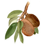 Cupuaçu